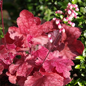 Heuchera 'Fire Chief'