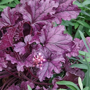 Heuchera 'Forever Purple'