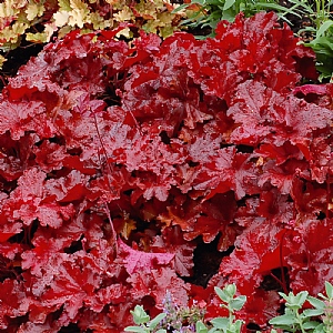 Heuchera 'Forever Red'