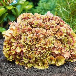 Heuchera 'Frilly'