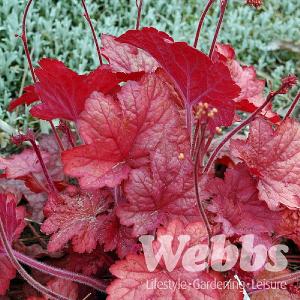 Heuchera 'Georgia Peach'