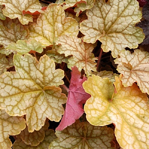 Heuchera 'Ginger Ale'