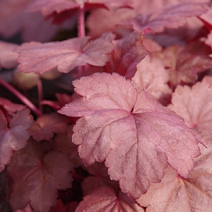Heuchera 'Grape Soda'
