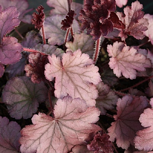 Heuchera 'Huckleberry'