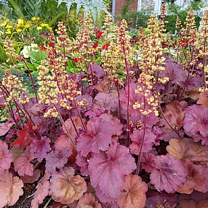 Heuchera 'Little Cutie Blondie'