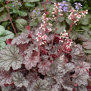 Heuchera 'Little Cutie Frost'