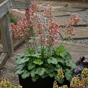 Heuchera 'Little Cutie Peppermint'