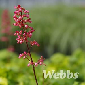 Heuchera 'Little Cutie Sweet Tart'