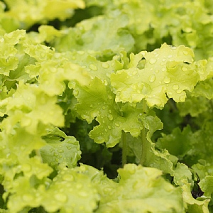 Heuchera 'Lime Marmalade'