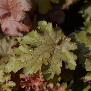 Heuchera 'Orangeberry'
