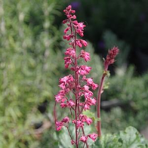 Heuchera 'Paris'