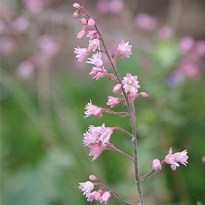 Heucherella 'Pink Fizz'