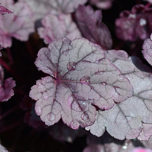 Heuchera 'Pink Panther'