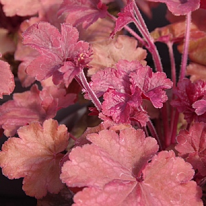 Heuchera 'Root Beer'
