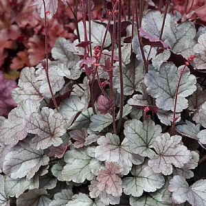 Heuchera 'Silver Gumdrop'