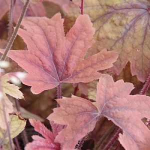 Heucherella 'Sweet Tea'