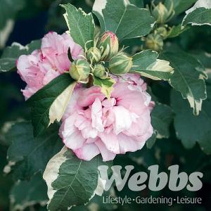 Hibiscus 'Sugar Tip'