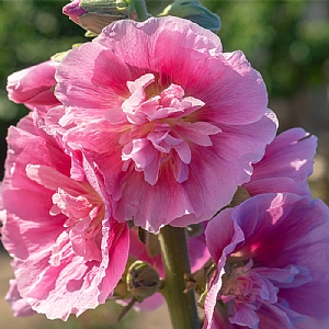 Hollyhock 'Double Pink'