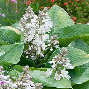 Hosta 'Big Mama'