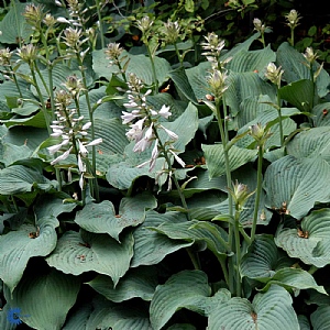 Hosta sieboldiana 'Blue Angel'