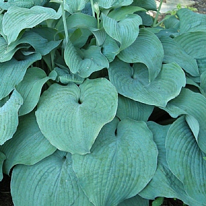 Hosta sieboldiana 'Blue Mammoth'