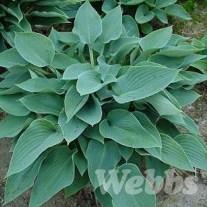 Hosta 'Blue Wedgewood'