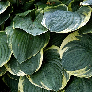 Hosta 'Christmas Tree'