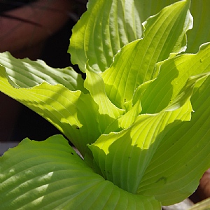 Hosta 'Dancing Queen'