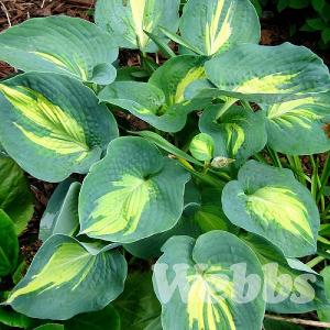 Hosta 'Dream Queen'