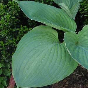 Hosta 'Empress Wu'
