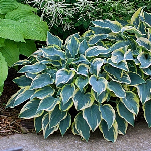 Hosta 'First Frost'