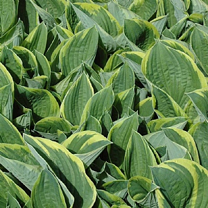 Hosta fortunei var. aureomarginata