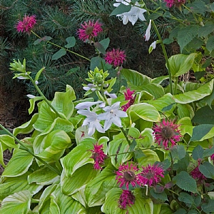Hosta 'Fragrant Bouquet'