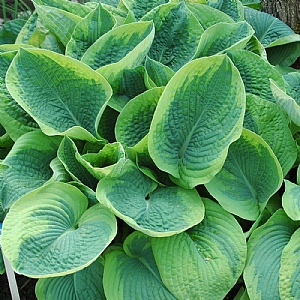 Hosta sieboldiana 'Francis Williams'