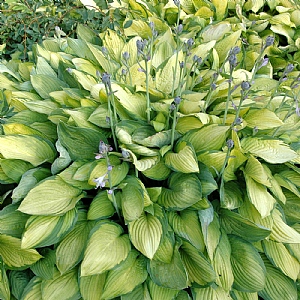 Hosta 'Gold Standard'