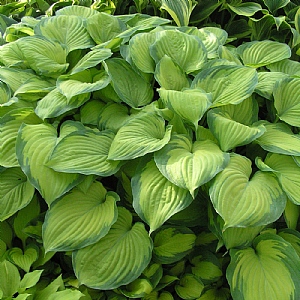 Hosta 'Guacamole'