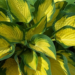 Hosta 'Happy Dayz'