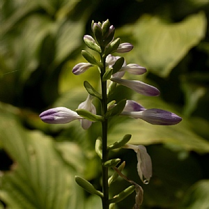 Hosta 'Honeybells'