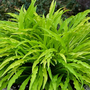 Hosta 'Party Streamers'