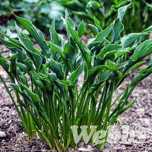 Hosta 'Praying Hands'