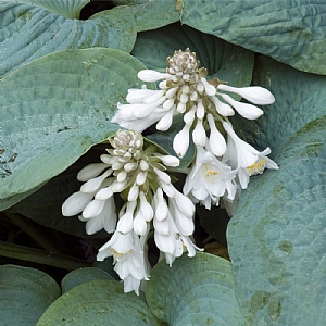 Hosta 'Prince of Wales'