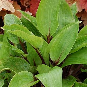 Hosta 'Purple Heart'