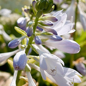 Hosta 'Royal Standard'