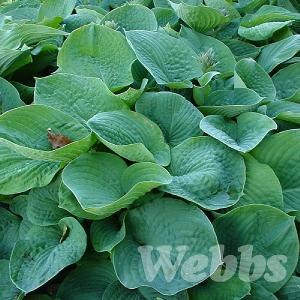 Hosta sieboldiana