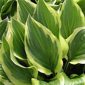 Hosta 'So Sweet'