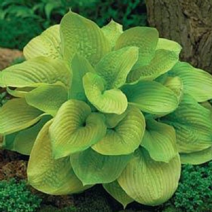 Hosta 'Sum and Substance'