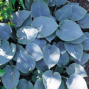 Hosta 'Halcyon'