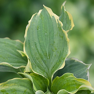 Hosta 'Hope Springs Eternal'