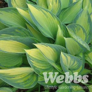 Hosta 'June'