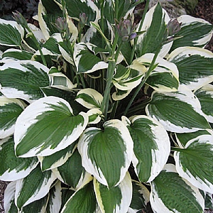 Hosta 'Patriot'